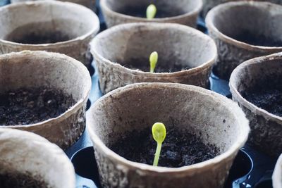 Close-up of potted plant