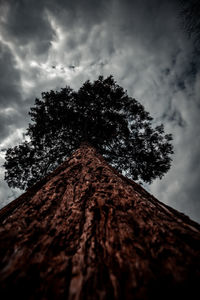 Low angle view of tree against sky