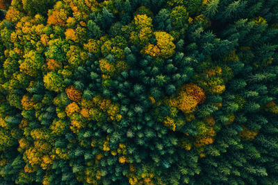 Aerial view of trees in forest