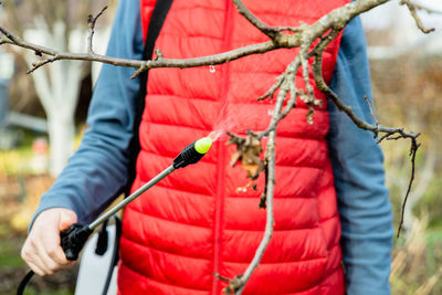 Spraying fruit trees with a pump sprayer with insecticides and fungicides in the spring season