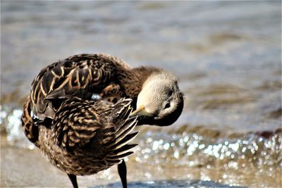 Close-up of duck in lake