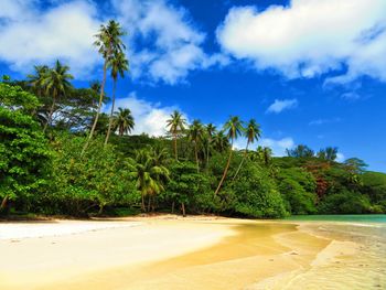 Scenic view of palm trees on beach against blue sky