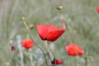 Close-up of red poppy flower