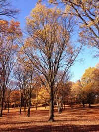 Trees growing in park