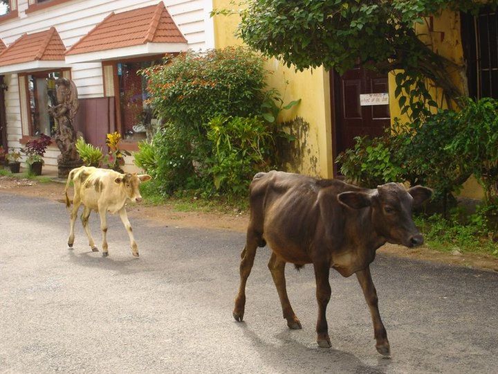 REAR VIEW OF HORSE WALKING ON ROAD