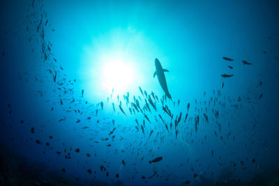 Low angle view of silhouette fish swimming underwater