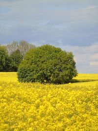 Scenic view of oilseed rape field against sky