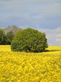 Scenic view of oilseed rape field against sky