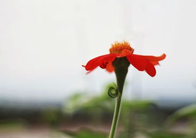 Close-up of red rose flower