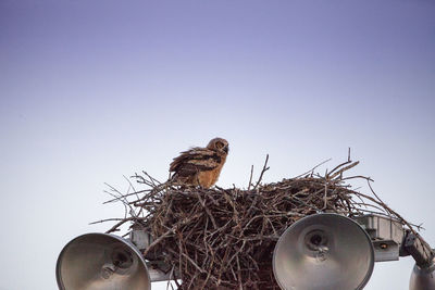 Great horned owlet bubo virginianus perches in its nest on top of a light post in everglades city