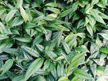 Full frame shot of plants