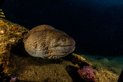 Close-up of fish underwater