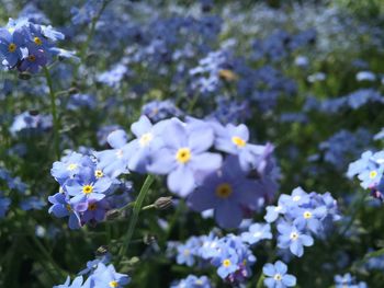 Close-up of purple flowers