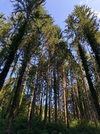 Low angle view of pine trees in forest