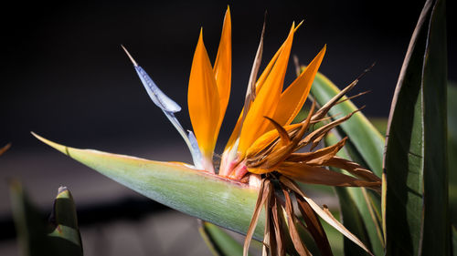 Close-up of flower blooming outdoors