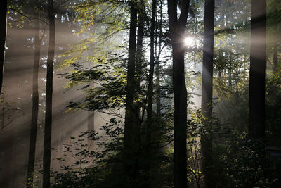 Sun shining through trees in forest