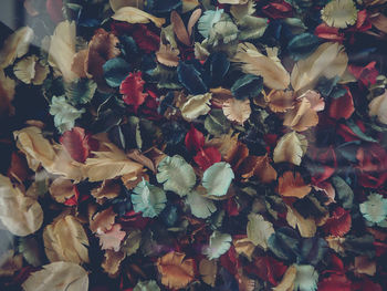 Full frame shot of multi colored leaves on plant