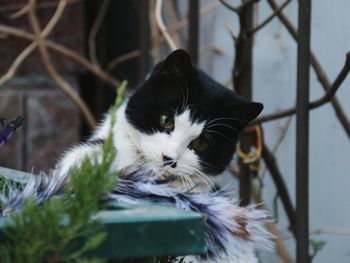 Close-up portrait of a cat