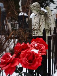 Close-up of red roses