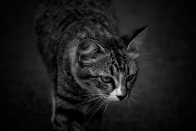 Close-up portrait of a cat