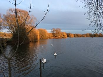 Swans swimming in lake