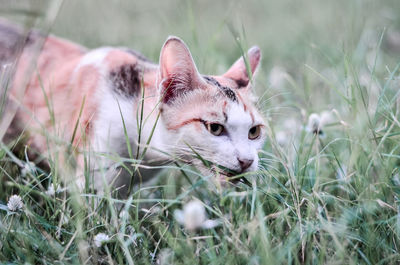 View of a cat looking away