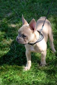 Close-up of dog on grassy field