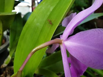 Close-up of purple flowering plant