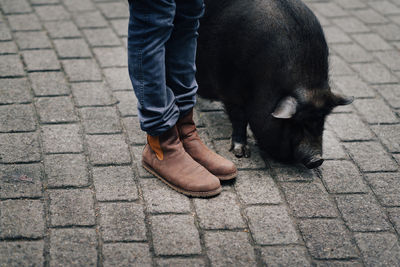 Low section of woman with pig on street