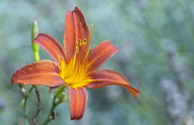 Close-up of day lily