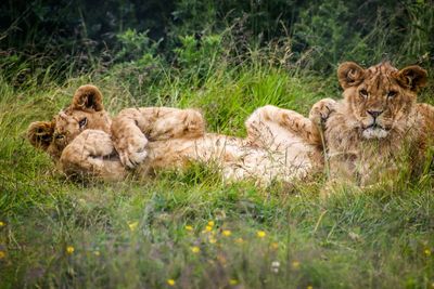 Sheep resting on a field