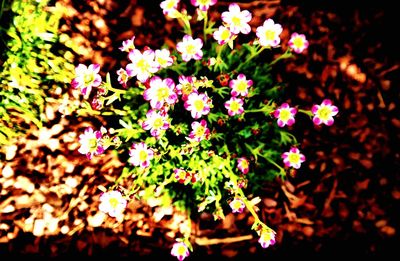 Close-up of flowers