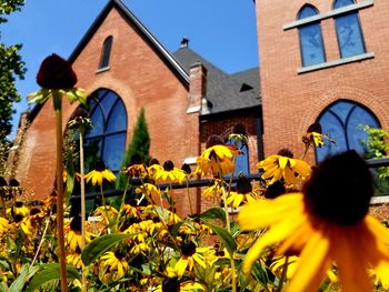 View of yellow flowering plant against building