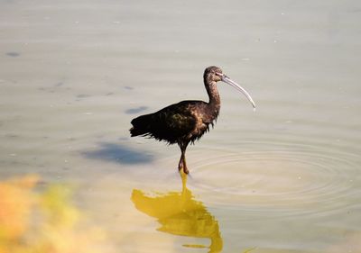 Bird on lake