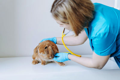 Young caucasian female veterinarian examining red rabit