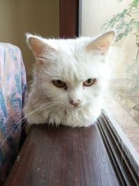 Close-up portrait of cat