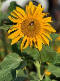 Close-up of honey bee on sunflower