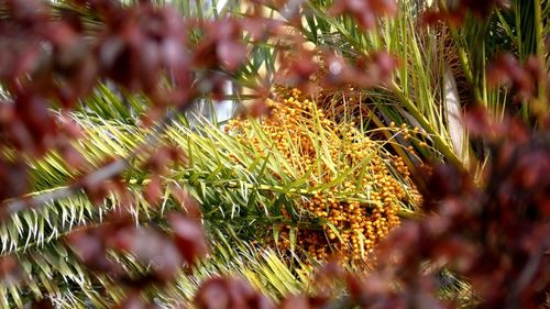 Close-up of flowering plants on field