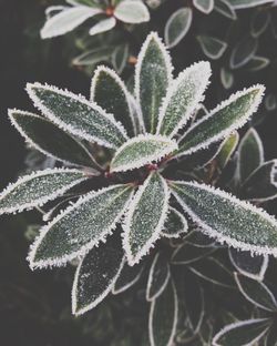 Close-up of frosted leaves