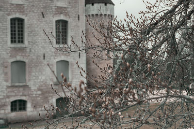 Bare tree by building in city