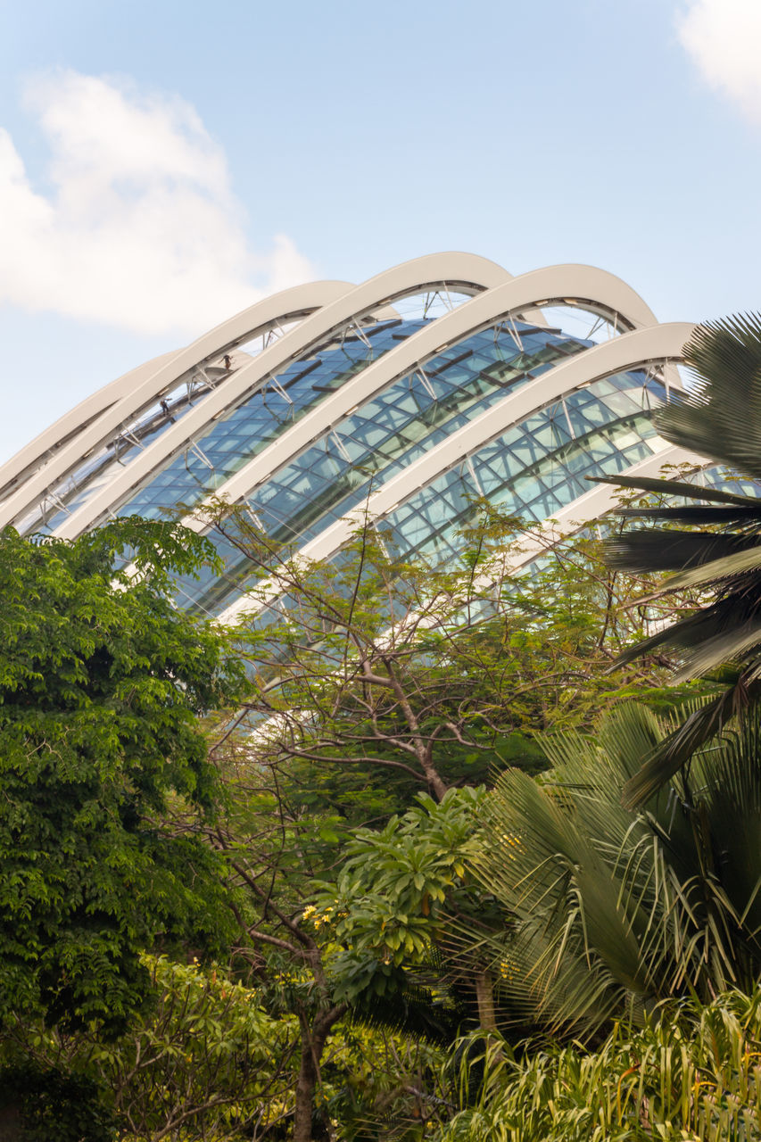 LOW ANGLE VIEW OF TREES AND PLANTS IN CITY