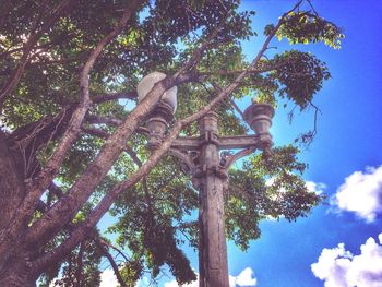 Low angle view of trees against blue sky