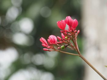 Close-up of pink flower