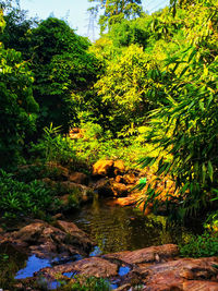 Stream flowing through rocks in forest