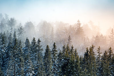 Pine trees in forest against sky during winter