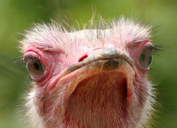 Close-up portrait of owl