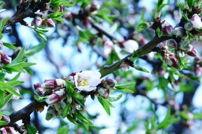 Close-up of apple blossoms in spring