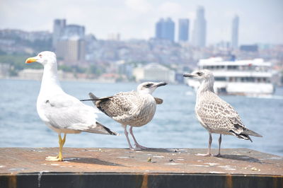 Seagulls perching on a city