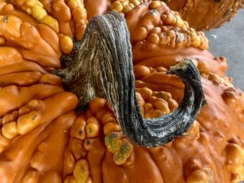 Curly dry stem on bumpy orange and yellow knucklehead pumpkin closeup details 