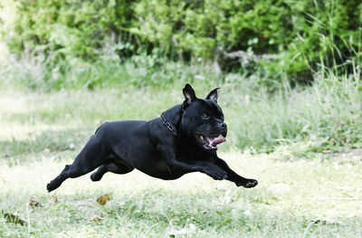 Black dog running on grassy field